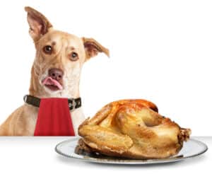 can dogs eat turkey
