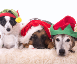 christmas dogs 