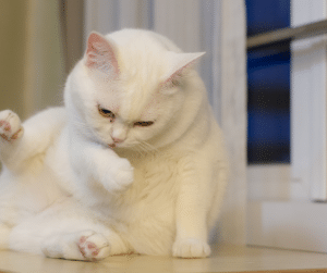 bee stings cat