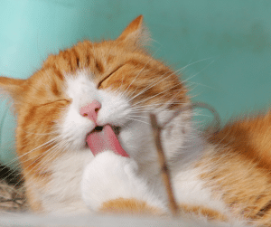 cat licking and grooming