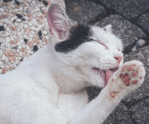 cat hot spot