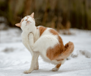 cat scratching