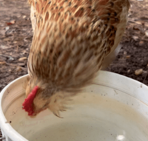 chicken water
