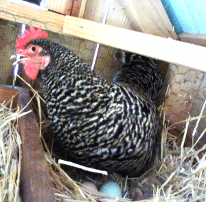 chicken on eggs