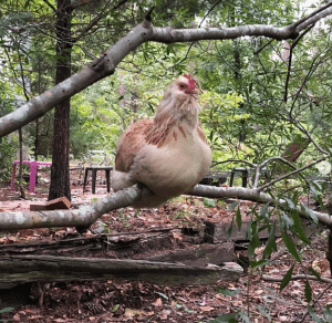 chicken roosting