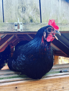 chicken house roost