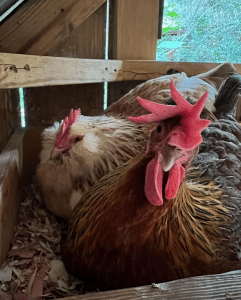 chickens in coop