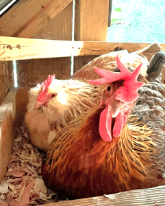 saddle for chicken