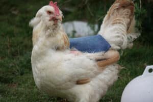 chicken saddle