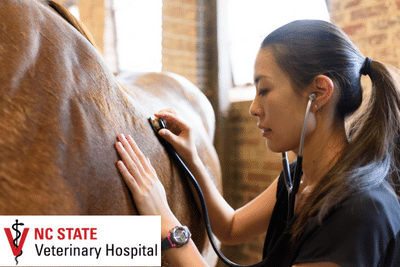 horse vet student