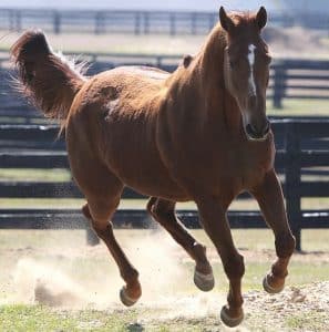 prisoners care for horses