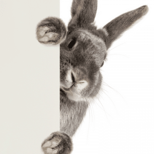 playtime for bunnies