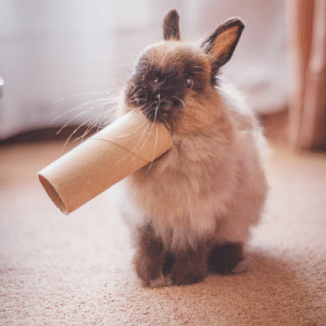 bunny with play tube