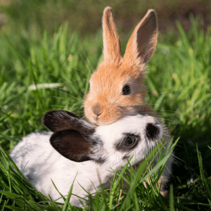 rabbit playtime