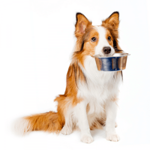 dog food bowl