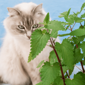 catnip for cats benefit