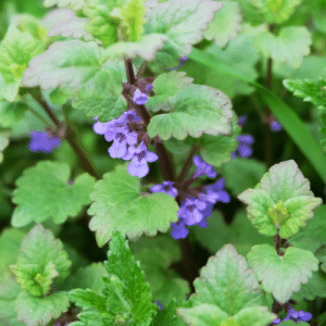 catnip flower