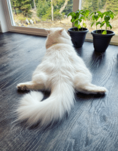 dog splooting meaning