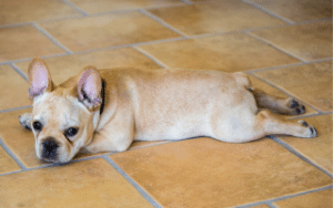 dog laying on the floor