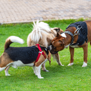 dogs sniffing