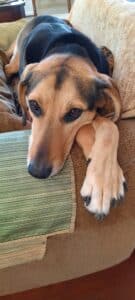 can dogs have headaches
