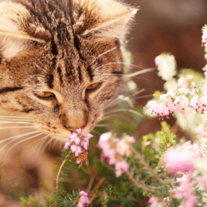 cat bee sting