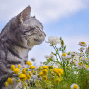 cat sense of smell