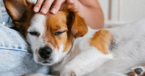 sleeping dogs