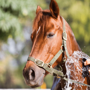 how to keep horses cool in hot weather