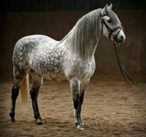 dapples in horses