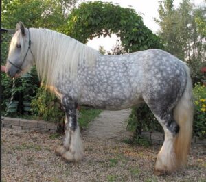 dappled horse