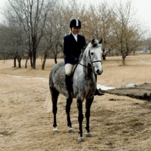 dapple grey horse