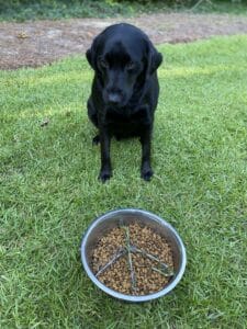 can dog eat rosemary