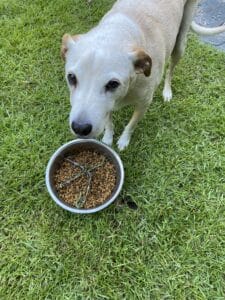 can dog eat rosemary