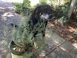 can dog eat rosemary