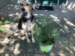 can dogs eat rosemary