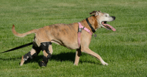 dog knee brace