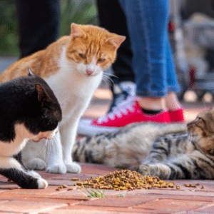 food aggressive cat