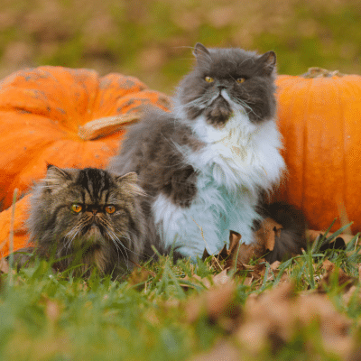 how much pumpkin to give a cat