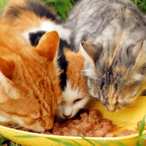 food aggression in cats