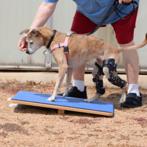 knee brace for dogs