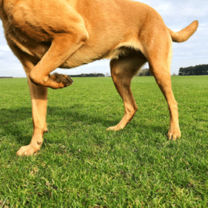 dog knee brace acl