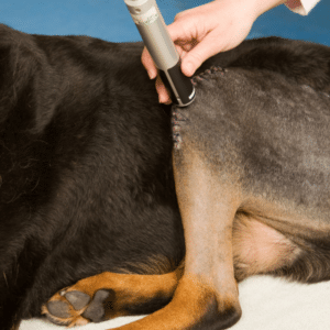 dog knee brace for torn acl