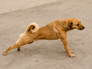 canine stretching