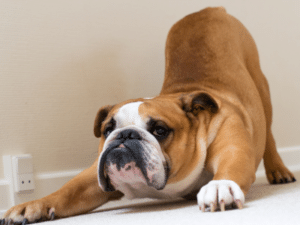 downward dog stretch