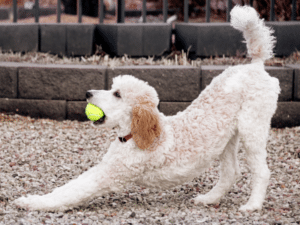 dog with ball