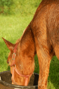 cushings horse