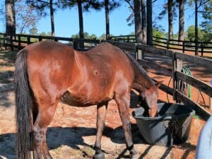 cushings in horses