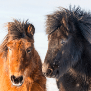 cushings disease in horses