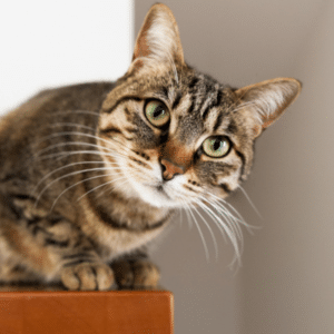 stare at cat